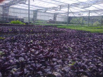 Теплица с системой гидропоники